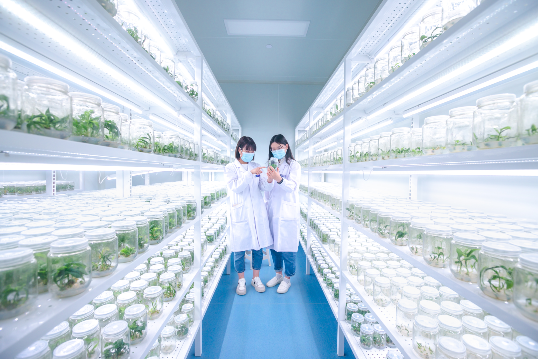 組培架，培養(yǎng)架，光照培養(yǎng)架